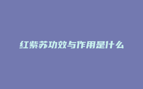 红紫苏功效与作用是什么