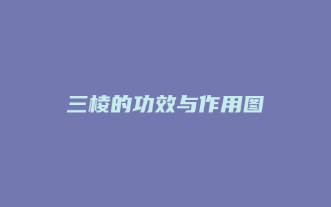 三棱的功效与作用图